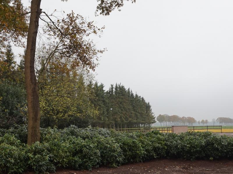 Hedge